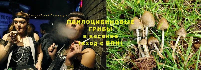 купить   Кизел  Галлюциногенные грибы MAGIC MUSHROOMS 